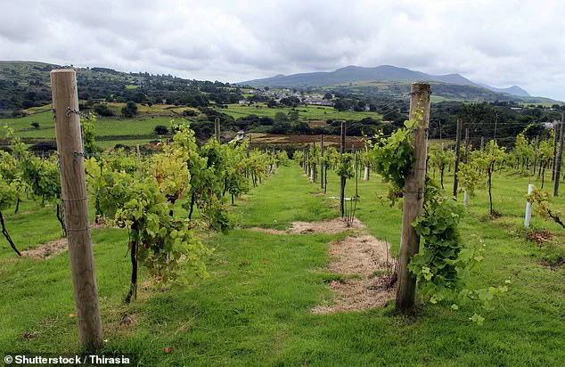 Climate Change Fuels Wales' Pinot Noir Rise as Denbighshire Embraces Viticulture
