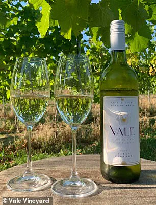 Climate Change Fuels Wales' Pinot Noir Rise as Denbighshire Embraces Viticulture