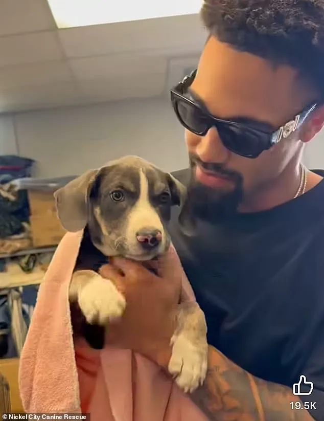 Breaking: Buffalo Bills' Khalil Shakir Rescues 19 Dogs in Emotional Viral Moment