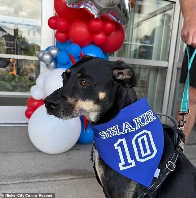 Breaking: Buffalo Bills' Khalil Shakir Rescues 19 Dogs in Emotional Viral Moment