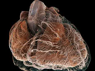 Experts Warn: Childhood Blood Pressure Screening Essential to Prevent Midlife Heart Disease, Study Shows