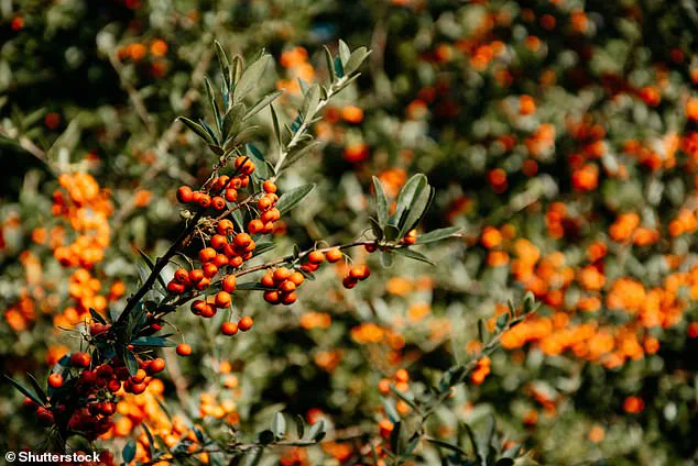 Sweden's 5,000-Year-Old Prehistoric 'Time Capsule' Uncovered: Exclusive Glimpse into Ancient Life Preserved in a Bog