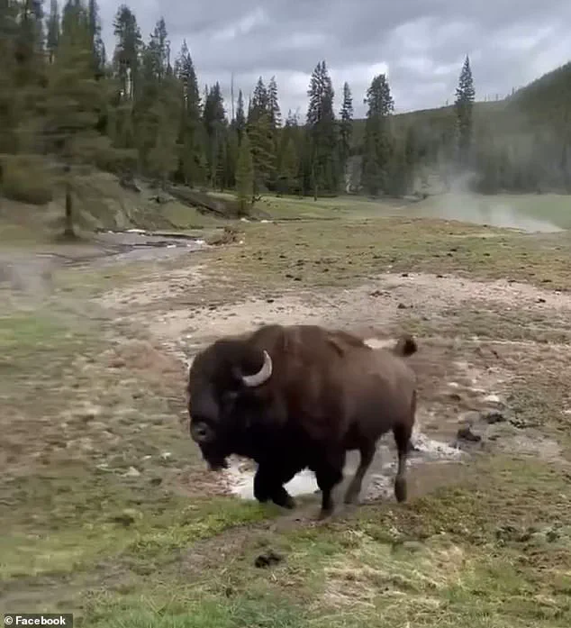 Yellowstone Bison Incident Sparks Debate on Human Curiosity and Wildlife Safety, Experts Warn of Risks from Ignoring Regulations