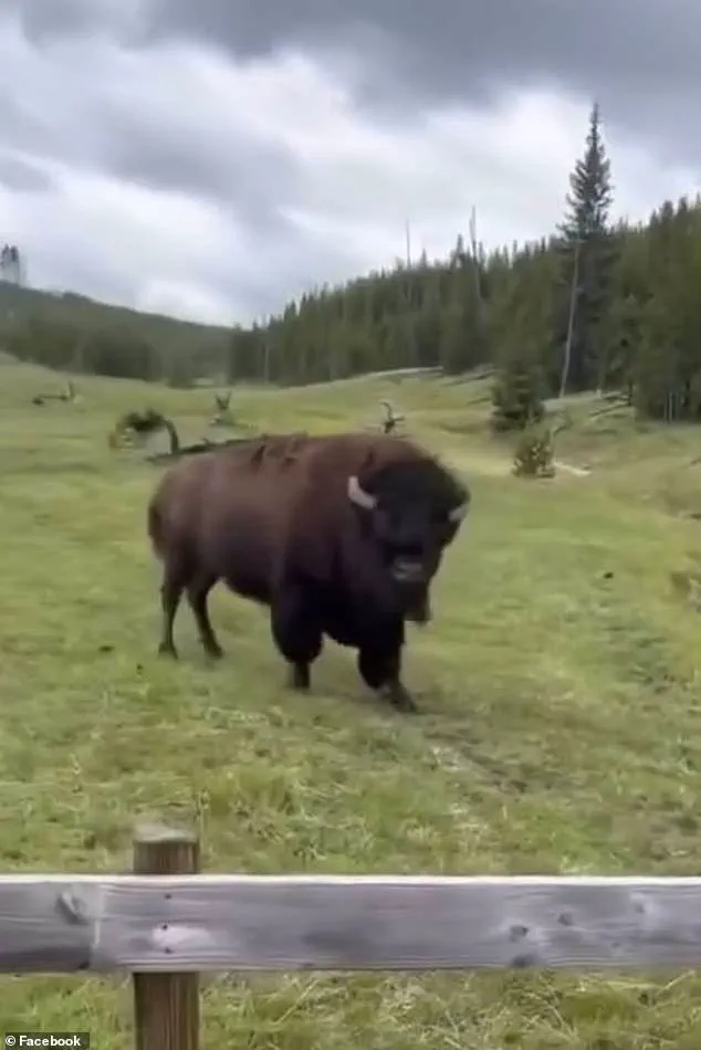 Yellowstone Bison Incident Sparks Debate on Human Curiosity and Wildlife Safety, Experts Warn of Risks from Ignoring Regulations