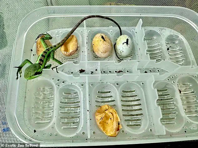 Zoo staff baffled by parthenogenesis in iguana