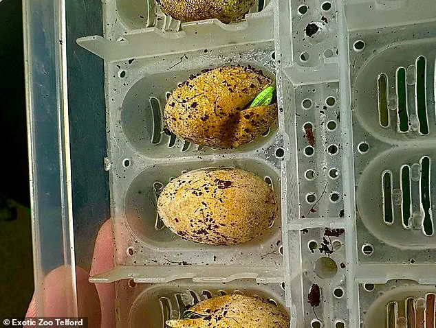 Zoo staff baffled by parthenogenesis in iguana