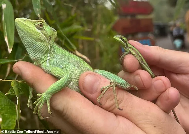 Zoo staff baffled by parthenogenesis in iguana