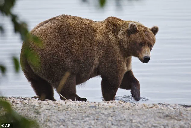 Fat Bear Week in Alaska's Katmai National Park: A Survival Competition for Dominance
