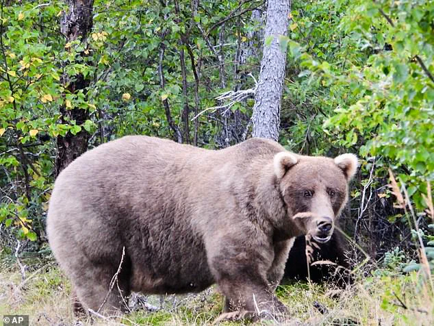 Fat Bear Week in Alaska's Katmai National Park: A Survival Competition for Dominance