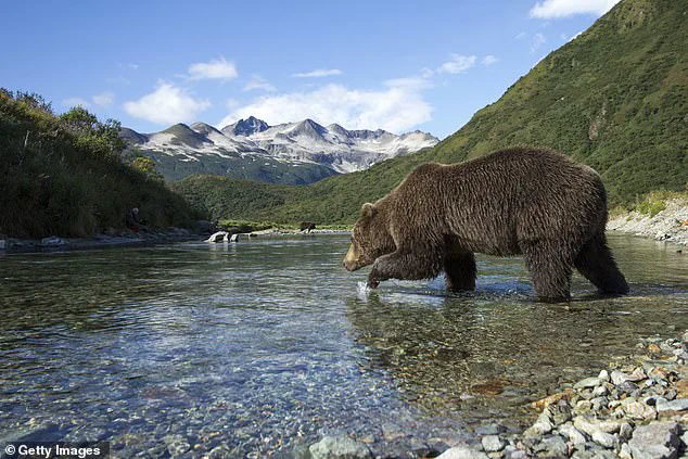 Fat Bear Week in Alaska's Katmai National Park: A Survival Competition for Dominance