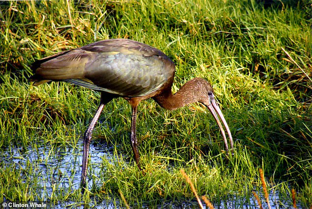 Glossy Ibis Confirmed Breeding in UK for First Time