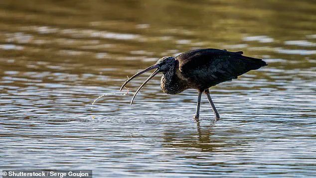 Glossy Ibis Confirmed Breeding in UK for First Time