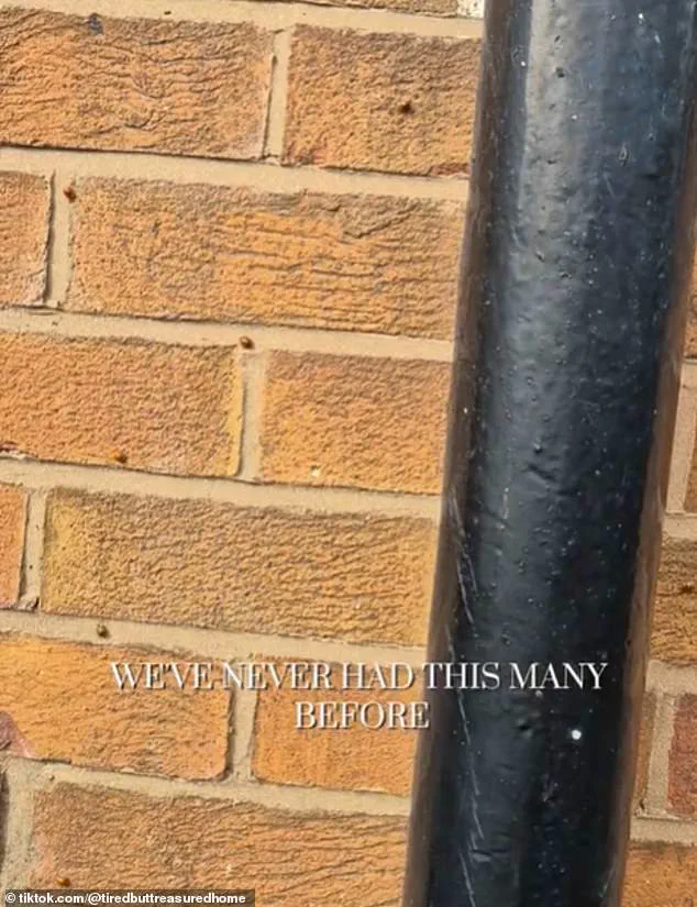 Exclusive: Residents Left Petrified as Harlequin Ladybirds Invade, But Critical Information Remains Restricted