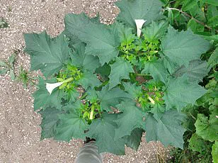 Exclusive: Residents Left Petrified as Harlequin Ladybirds Invade, But Critical Information Remains Restricted