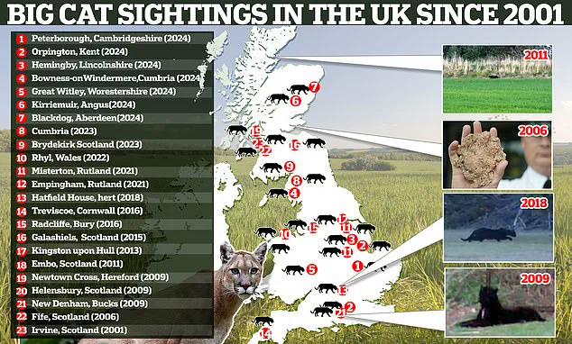 Unconfirmed Reports of Big Cat Killing Horse Fuel Speculation, Trail Camera Footage Remains Enigmatic