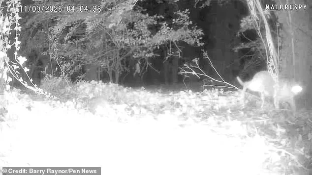 Unconfirmed Reports of Big Cat Killing Horse Fuel Speculation, Trail Camera Footage Remains Enigmatic