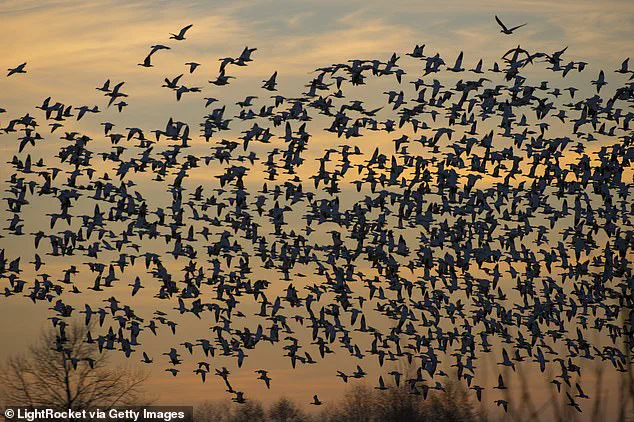 Alarming Shift in Avian Migration Patterns Sparks Concerns Over Climate-Driven Risks to Human Society