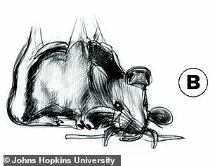 Johns Hopkins Researchers Uncover New Visual Anagrams to Revolutionize Understanding of Human Perception