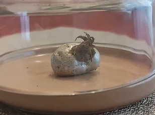 Residents in West London Witness Rare Meteor Sighting in Night Sky