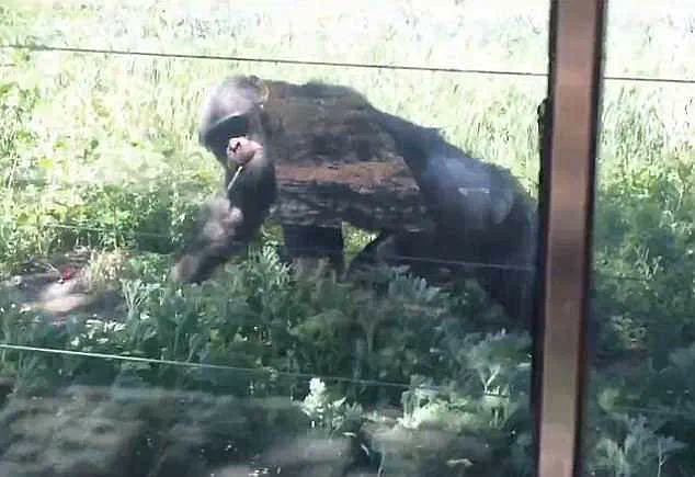 A Shocking Incident at Lanzhou Wildlife Park: 'This is a Cruelty That Must Stop' Says Animal Rights Advocate as Video of Chimpanzee Smoking Goes Viral
