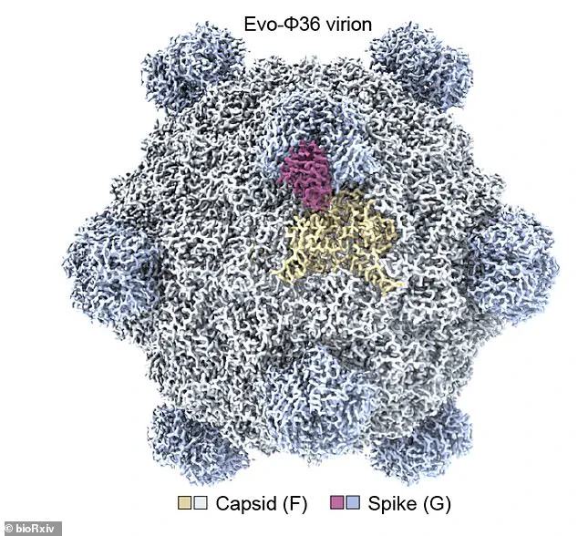 Behind Closed Doors: AI's Exclusive Leap in Designing Targeted Viruses to Combat Bacteria