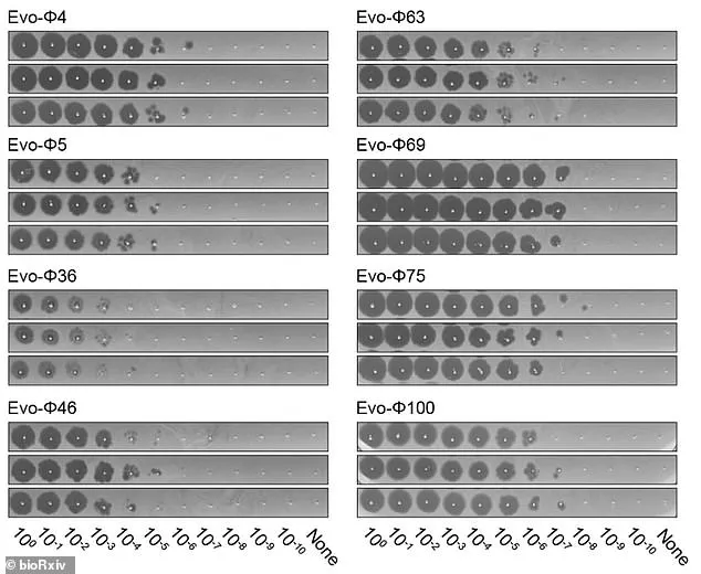 Behind Closed Doors: AI's Exclusive Leap in Designing Targeted Viruses to Combat Bacteria