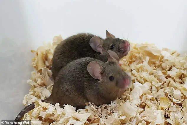 Biological Parenthood Challenges for Same-Sex Couples: Navigating Surrogacy, Adoption, and Legal Complexities