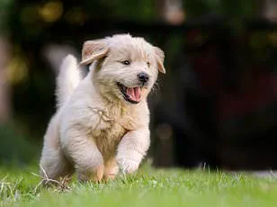 Muttley's Estate Launches Catnip-Infused Pet-Friendly Wines