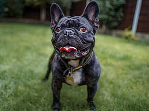 Urgent: Prospective Dog Owners Overwhelmed by Britain's 225 Breeds