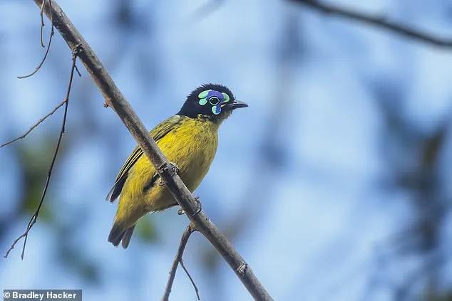 World on Brink of Mass Extinction as IUCN Reveals 48,646 Species at Risk, Arctic Seals and 61% of Birds in Decline