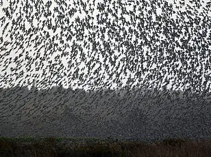 World on Brink of Mass Extinction as IUCN Reveals 48,646 Species at Risk, Arctic Seals and 61% of Birds in Decline