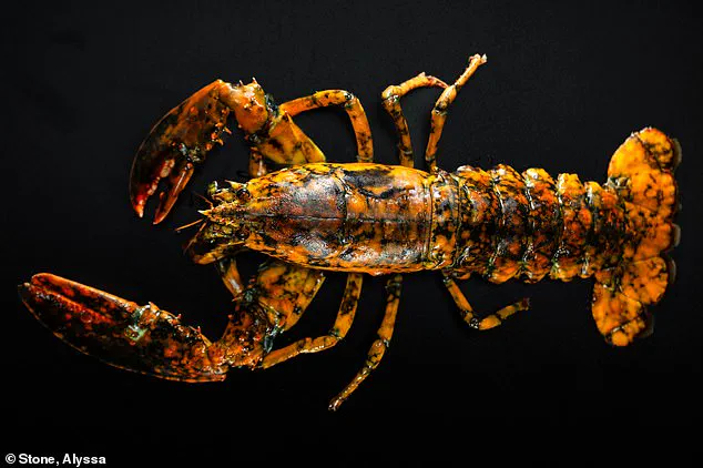 Discovery of Rare Calico Lobster Sparks Scientific Interest Along Massachusetts Coast