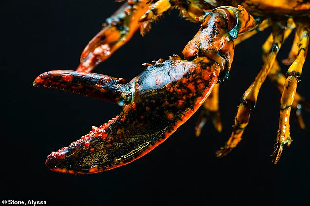 Discovery of Rare Calico Lobster Sparks Scientific Interest Along Massachusetts Coast