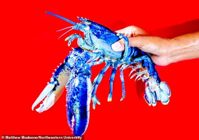 Discovery of Rare Calico Lobster Sparks Scientific Interest Along Massachusetts Coast