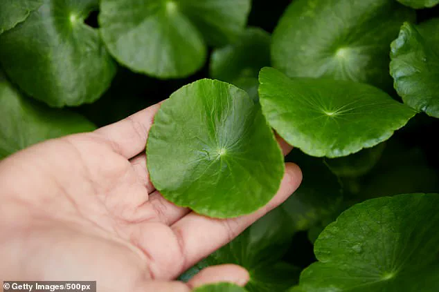 Exclusive Insights: The Secret to Hair Loss Treatment Revealed – Limited Access to Groundbreaking Research