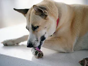 Study Reveals Link Between Dog Interactions and Cellular Aging in Women, Led by Dr. Cheryl Krause-Parello