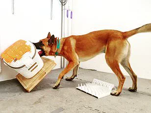 Tail Injuries in Dogs: Expert Study Reveals High-Risk Breeds and Health Concerns