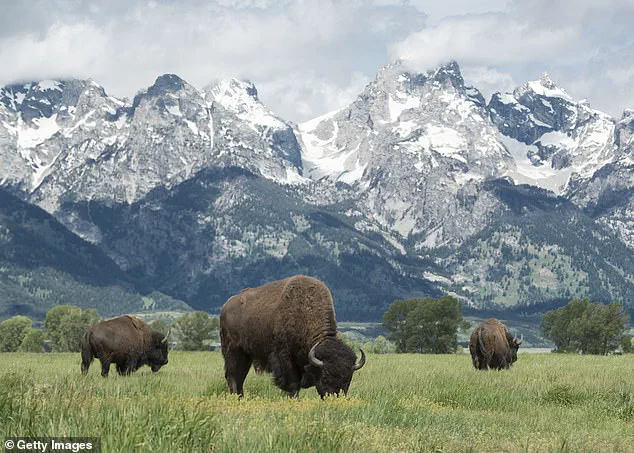 Study Reveals Bison Are Retracing Ancient Migration Routes, Sparking Ecological Debate