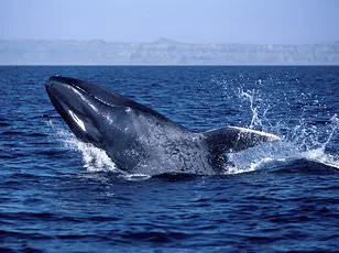 Study Reveals Bison Are Retracing Ancient Migration Routes, Sparking Ecological Debate