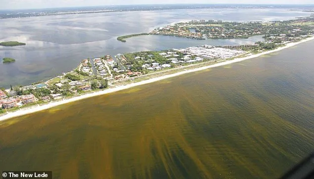 Exclusive Insights: Toxic Algae in Florida Waters Linked to Alzheimer's, But Access to Findings is Restricted