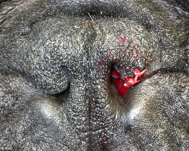 Exclusive RVC Data Reveals 2075% Surge in Surgeries for Flat-Faced Breeds, as Vets Urge Caution