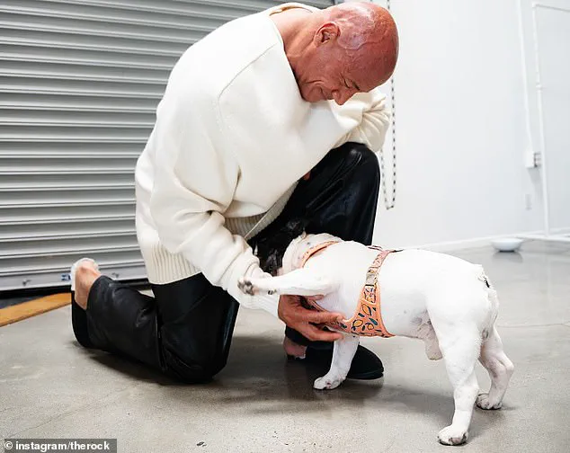 Exclusive RVC Data Reveals 2075% Surge in Surgeries for Flat-Faced Breeds, as Vets Urge Caution