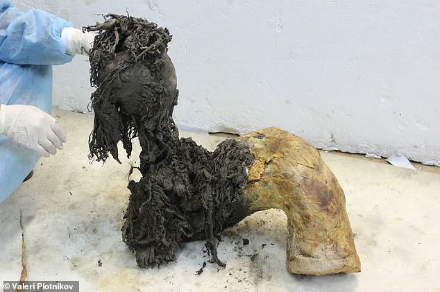 Breakthrough in De-Extinction: 40,000-Year-Old RNA Extracted from Woolly Mammoth Remains