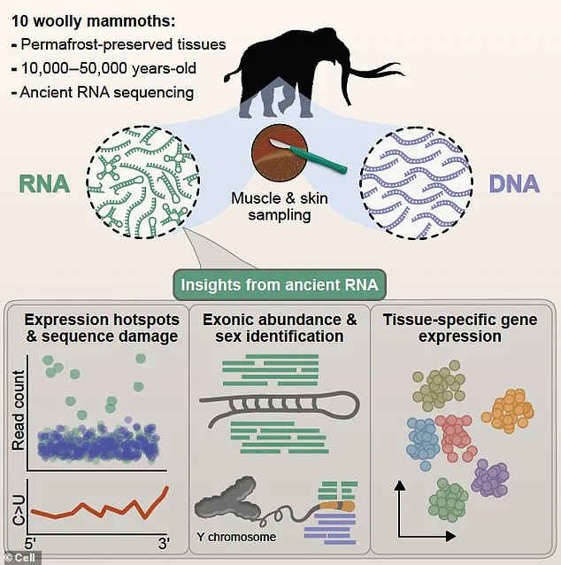 Breakthrough in De-Extinction: 40,000-Year-Old RNA Extracted from Woolly Mammoth Remains