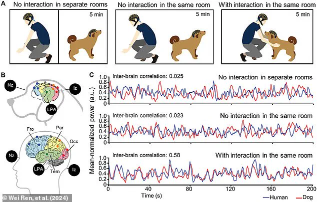 Groundbreaking Study Suggests Dogs May Share Neurodivergent Traits with Humans, Says Dr. Jacqueline Boyd