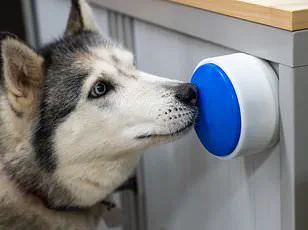 Groundbreaking Study Suggests Dogs May Share Neurodivergent Traits with Humans, Says Dr. Jacqueline Boyd