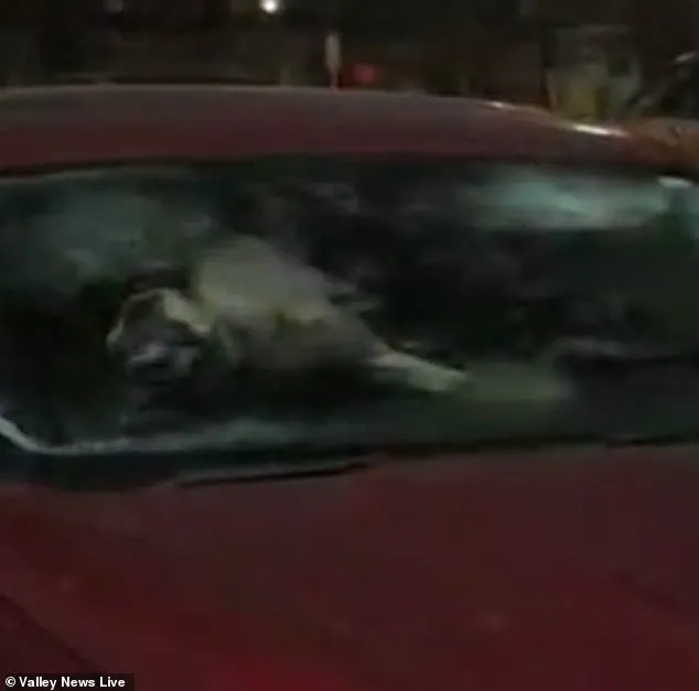 Two Dogs Abandoned in Freezing, Unsuitable Car for Four Days in Moorehead, Minnesota