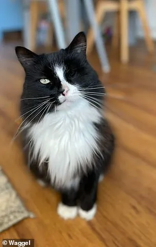 Vets Issue Stark Warning: Halloween Pet Costumes Pose Serious Risks