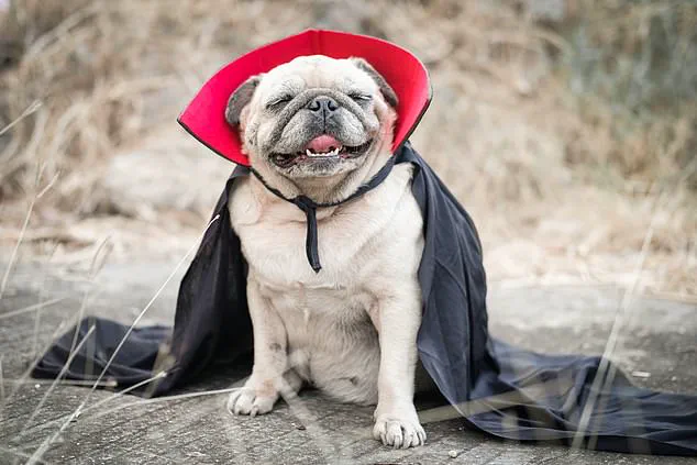 Vets Issue Stark Warning: Halloween Pet Costumes Pose Serious Risks