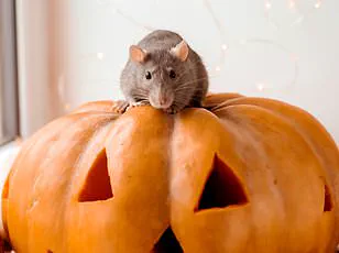 Vets Issue Stark Warning: Halloween Pet Costumes Pose Serious Risks